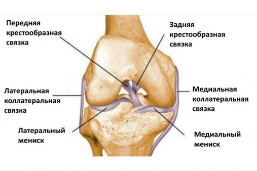 Крестообразные связки коленного сустава