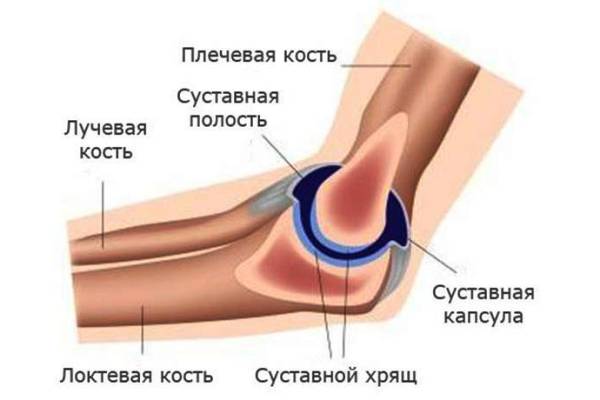 анатомия суставов