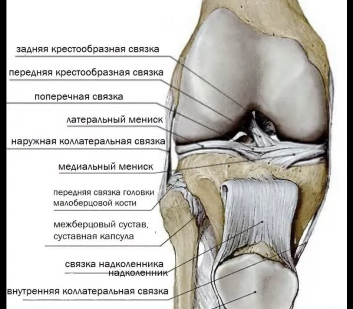 Медиальные мыщелки. Строение колена-мениск анатомия. Мениски коленный сустав анатомия человека. Сухожилия коленного сустава анатомия. Поперечная связка коленного сустава анатомия.