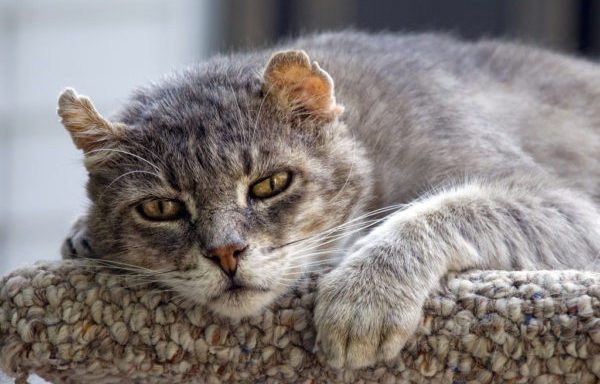 Артрит у кошек — сложно диагностируемое заболевание суставов