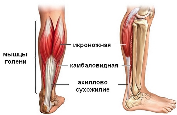 Расположение ахиллова сухожилия