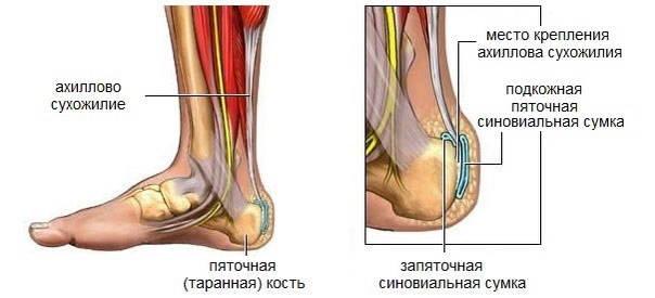 Место крепления ахиллова сухожилия