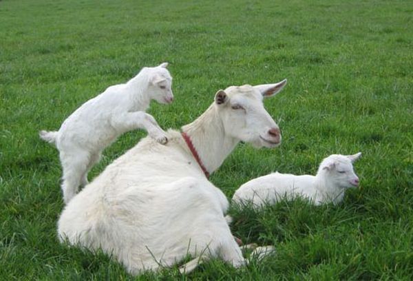 коза с козлятами в поле