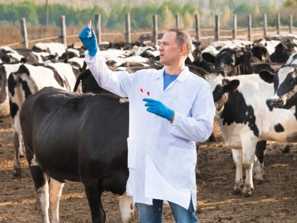 Шишки на теле у коровы – признак наступающей болезни
