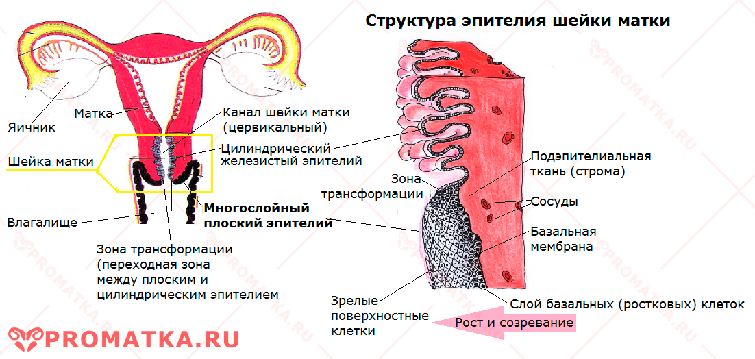 Эпителий шейки матки – схема