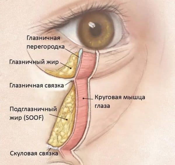 Жировая ткань вокруг глаза анатомия