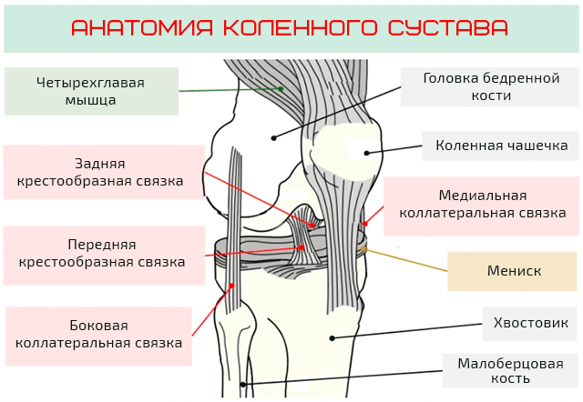 Общая анатомия коленного сустава