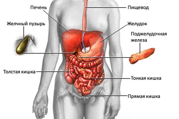 Органы желудочно-кишечного тракта