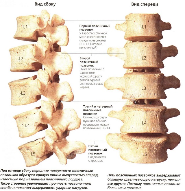 Поясничный отдел позвоночника, как и грудной – рабочие отделы, которые при своём размере способен выдерживать колоссальные нагрузки