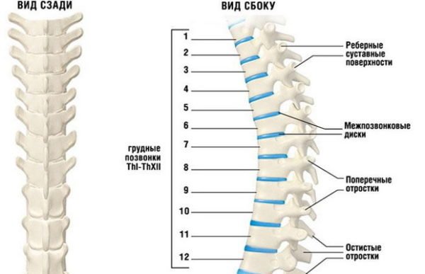 Строение грудного отдела позвоночника