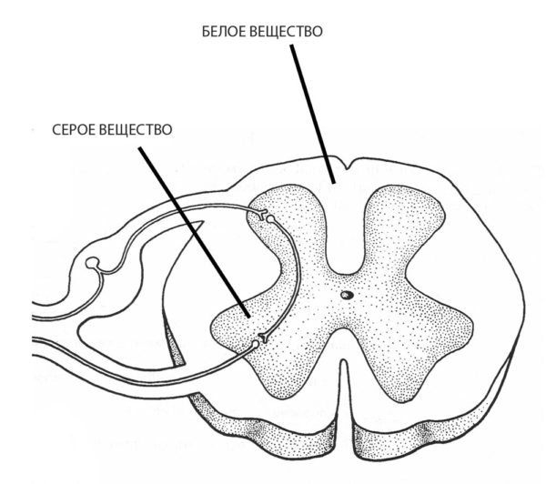 Анатомическое расположение белого и серого вещества спинного мозга