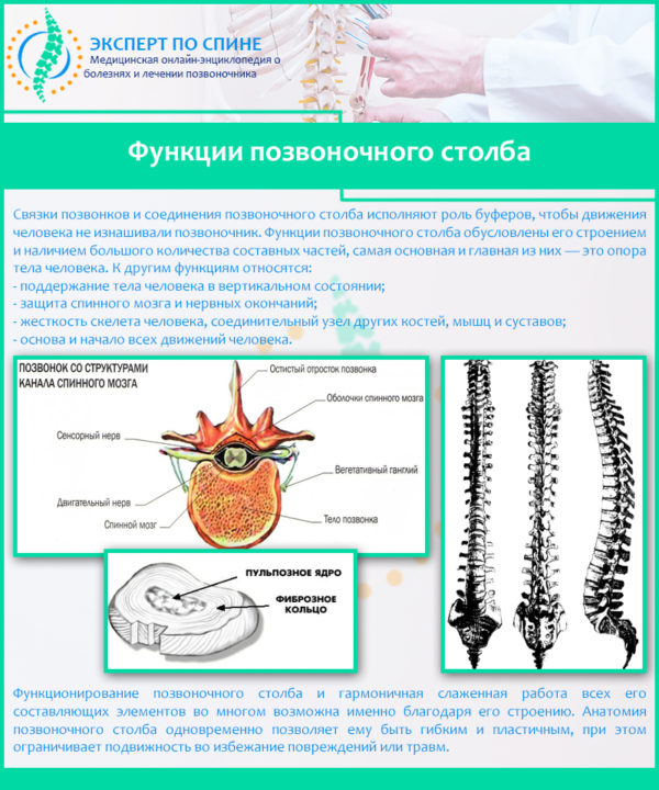 Функции позвоночного столба