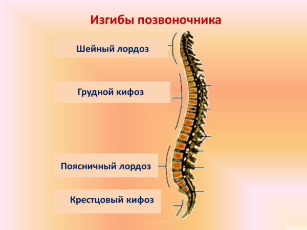 Изгибы позвоночника