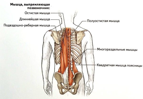 Люмбалгия возникает на фоне ослабленных мышц спины