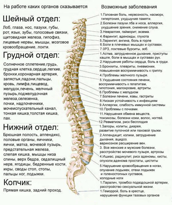 Отделы позвоночника человека