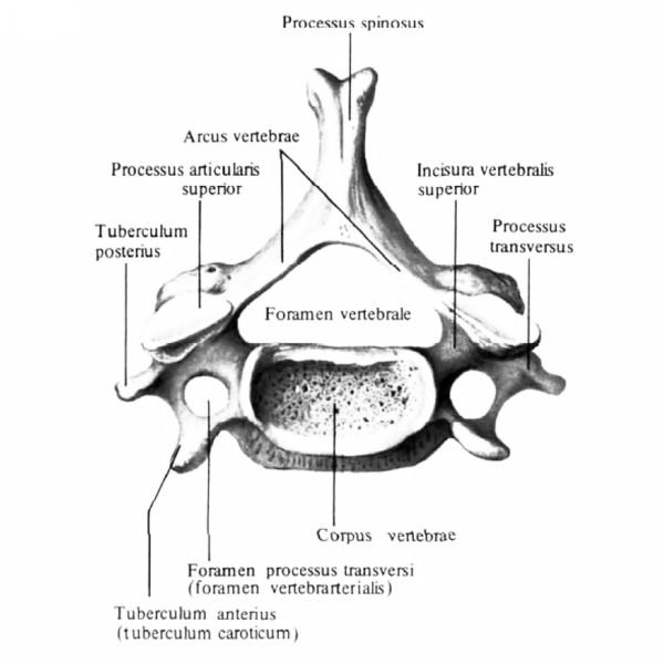 Шестой (VI) шейный позвонок, vertebra cervicalis VI; вид сверху