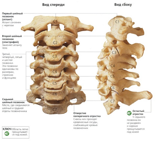 В шейном отделе позвоночника семь позвонков