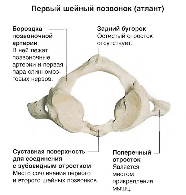 Строение атланта сильно отличается от строения других позвонков