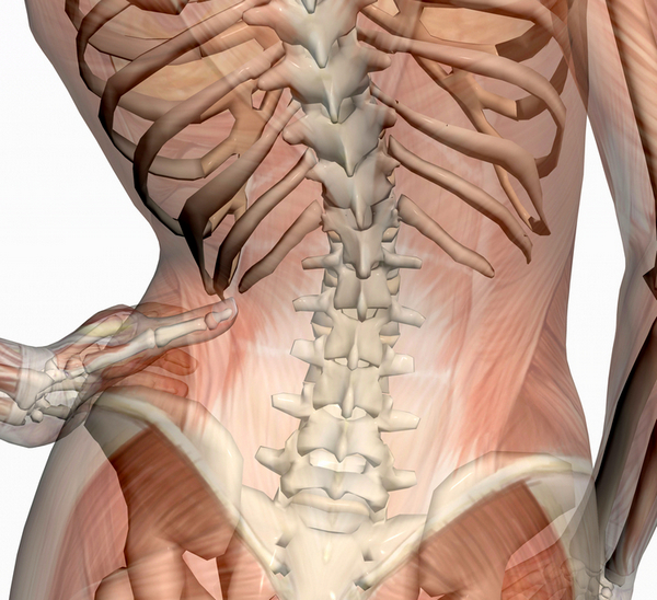 Квадратная мышцы поясницы располагается в области поясницы, ниже двенадцатого ребра
