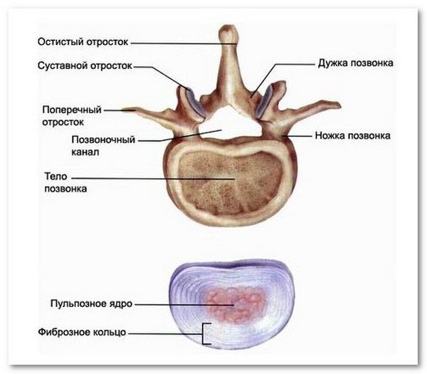 У позвонков специфическое строение, имеющее множество особенностей