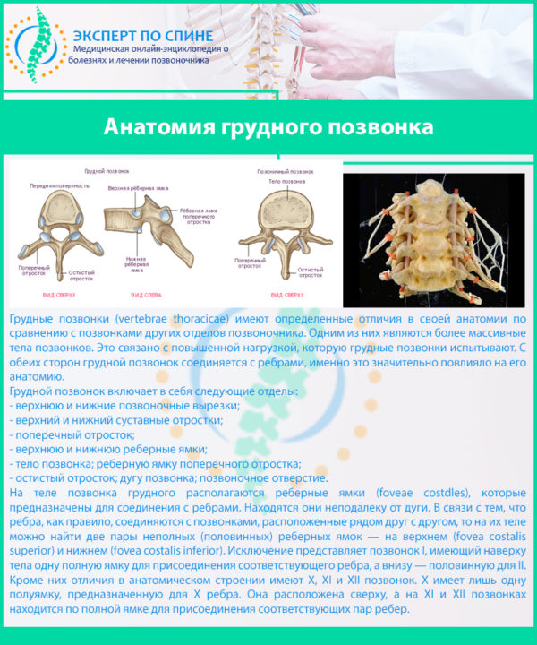 Анатомия грудного позвонка