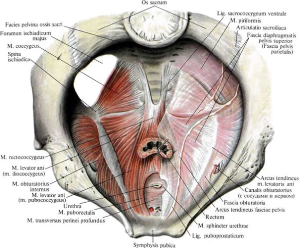 Мышцы и фасции дна малого таза мужчины