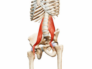 Предстательная железа, тело седалищного нерва, поясничные мышцы