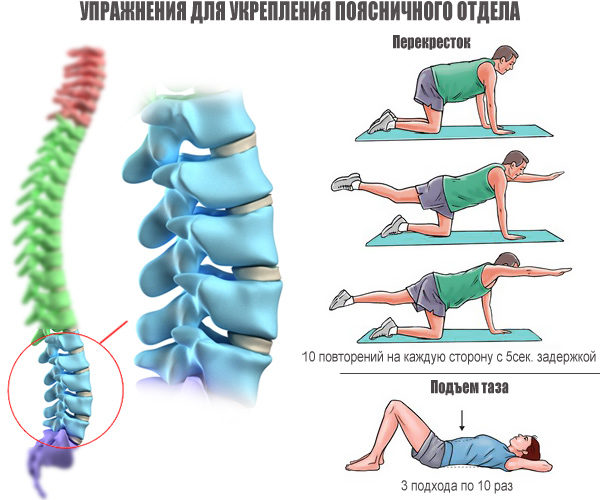 Упражнения для укрепления поясничного отдела