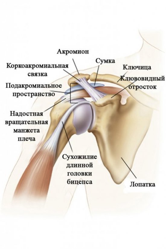Строение мышц плеча