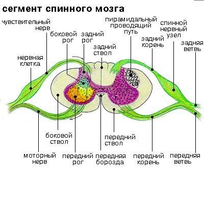 Сегмент спинного мозга