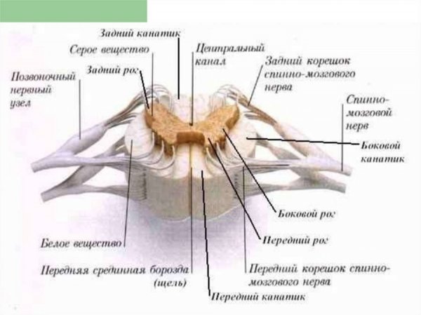 Схематичное строение спинного мозга в поперечном разрезе