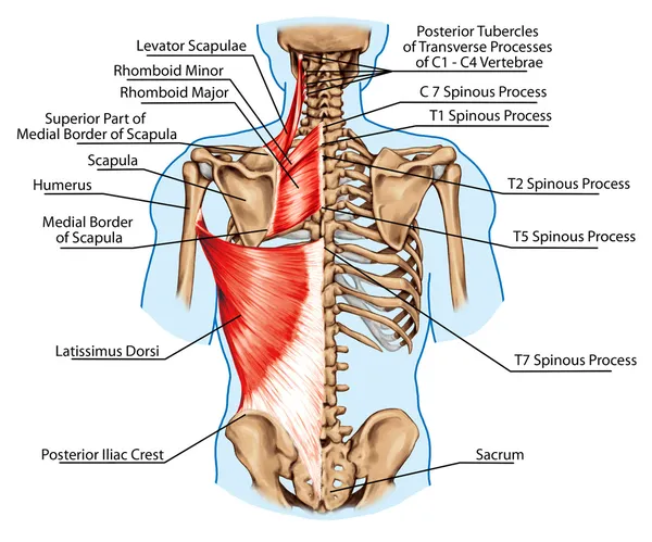 Ромбоид незначительные и ромбовидные майор, поднимающей лопатку и широчайшая мышца спины мышц - дидактический Совет анатомии человека костной и мышечной системы, задний вид Стоковое Изображение