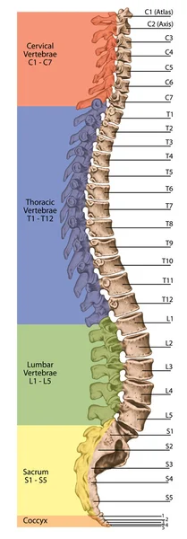Didactic board, anatomy, human skeletal system, the skeleton, spine, the bony spinal column, columna vertebralis, vertebral column, vertebral bones, trunk wall, anatomical body, lateral view Лицензионные Стоковые Изображения