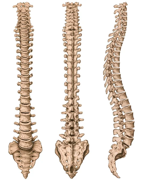 Anatomy of human bony system, human skeletal system, the skeleton, spine, columna vertebralis, vertebral column, vertebral bones, trunk wall, anatomical body, anterior, posterior and lateral view Лицензионные Стоковые Фото