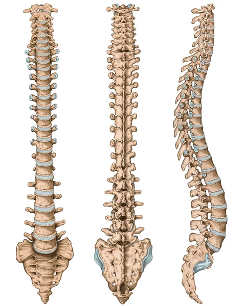 Anatomy of human bony system, human skeletal system, the skeleton, spine, columna vertebralis, vertebral column, vertebral bones, trunk wall, anatomical body, anterior, posterior and lateral view Стоковое Изображение
