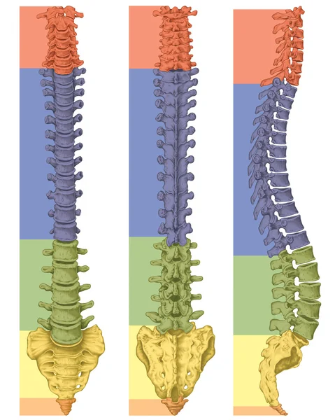 Anatomy of human bony system, human skeletal system, the skeleton, spine, columna vertebralis, vertebral column, vertebral bones, trunk wall, anatomical body, anterior, posterior and lateral view Стоковое Фото