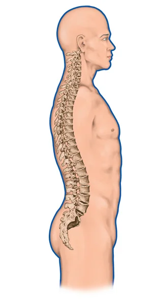 Anatomy of human bony system, human skeletal system, the skeleton, spine, the bony spinal column, columna vertebralis, vertebral column, vertebral bones, trunk wall, anatomical body, lateral view Stock Image