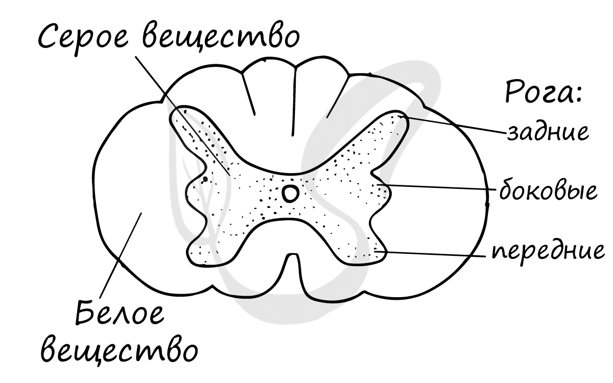 Белое и серое вещество спинного мозга