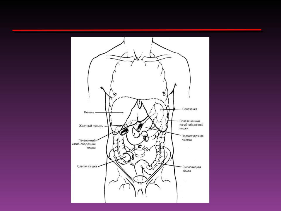 Селезенка это орган. Локализация органов брюшной полости. Селезенка анатомия топография. Расположение органов брюшной полости селезенка. Границы брюшной полости топографическая анатомия.