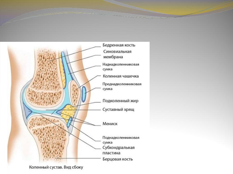 Бедренно надколенниковый. Капсула коленного сустава анатомия. Суставная сумка коленного сустава анатомия.