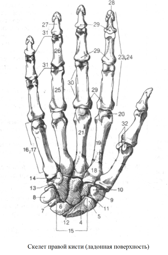 Кости в запястье руки. Кости запястья анатомия человека. Кисть строение анатомия костей. Скелет кисти руки человека строение. Скелет кисти ладонная поверхность.