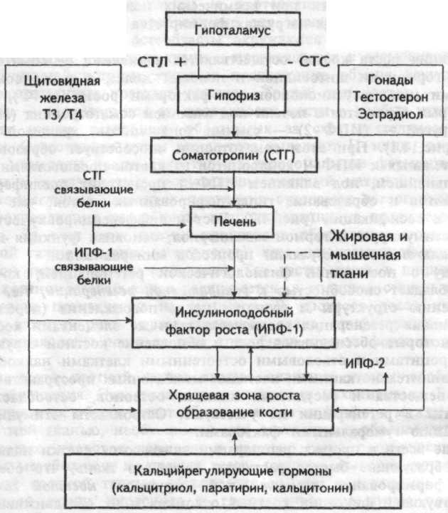 Регуляция костной ткани. Схема минерализации кости. Регуляция процесса минерализации костной ткани.. Механизм регуляции минерализации костной ткани. Схемы процессы минерализации костной ткани..