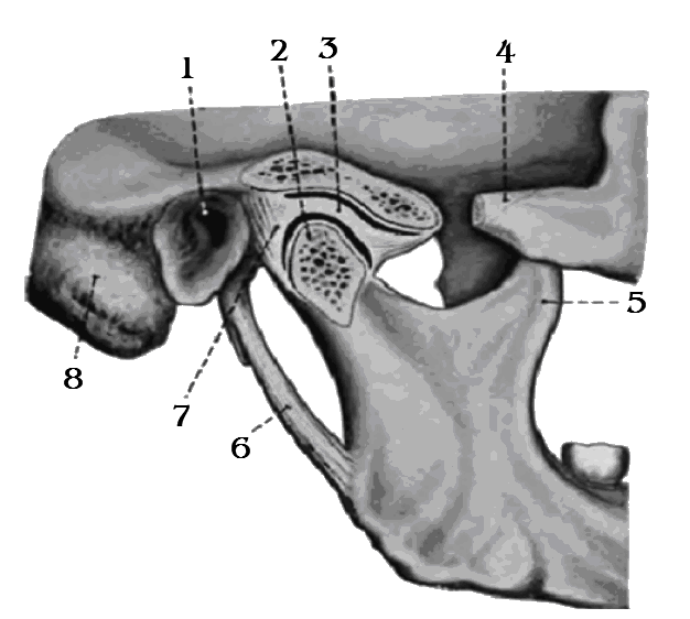 Соединение нижнечелюстной и височных костей. Суставной бугорок ВНЧС. Нижнечелюстная ямка ВНЧС. Суставная впадина височно-нижнечелюстного сустава.