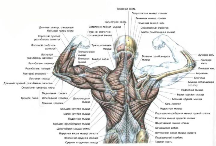 Анатомия мышц спины