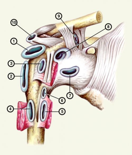 Синовиальные сумки плечевого сустава