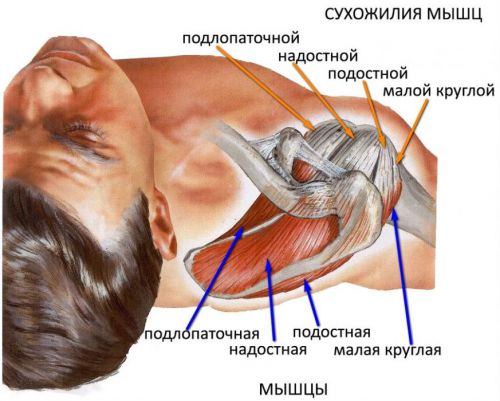 Ротаторная манжета плеча