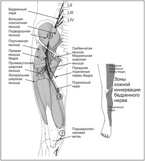 Бедренный нерв