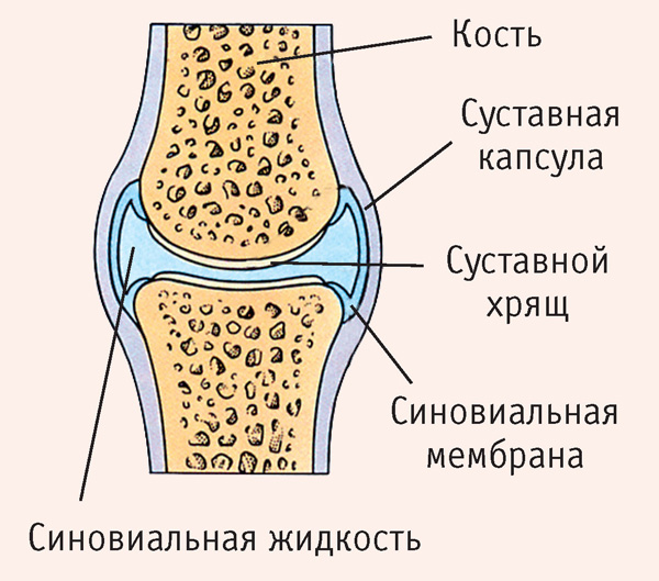 Суставная капсула коленного сустава