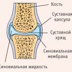 регенерации хрящевых структур