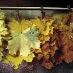 лечение кленовыми листьями суставов